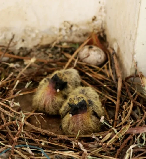 baby pigeons in their Nest