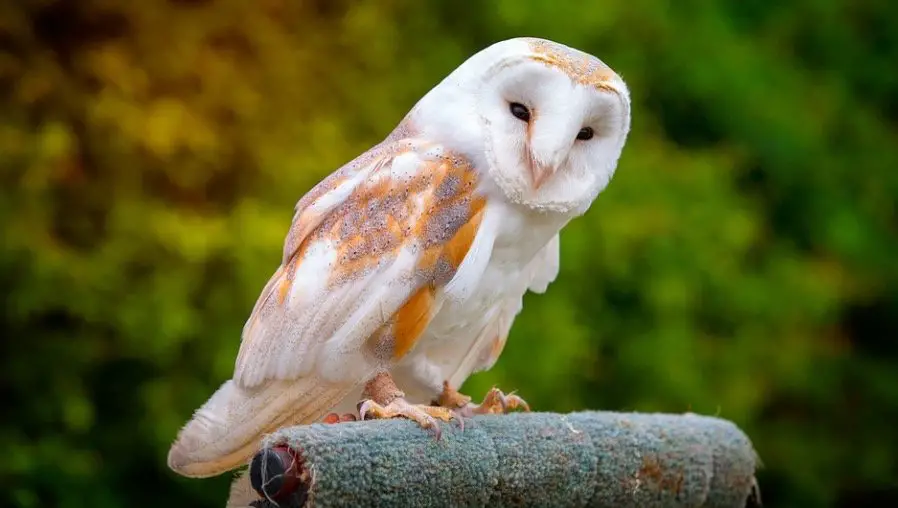 Cute barn owl