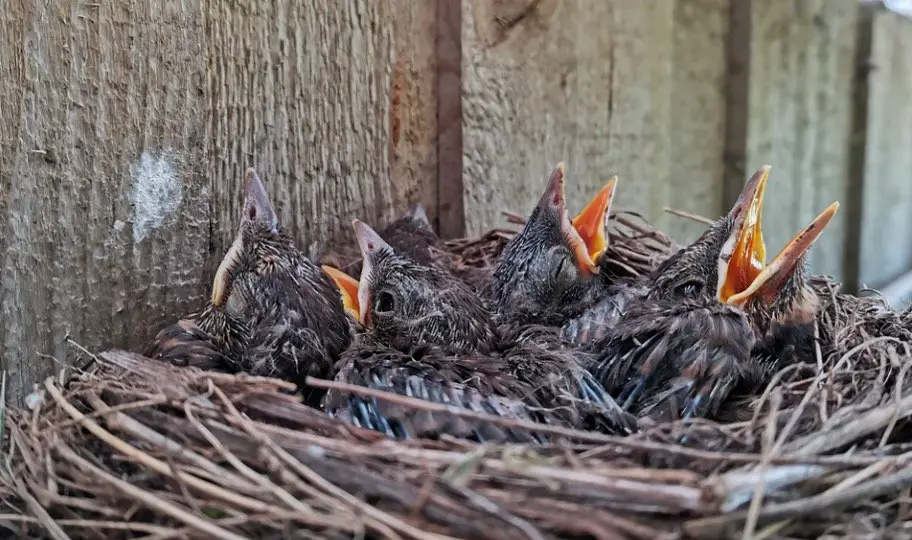 fledgling Bird