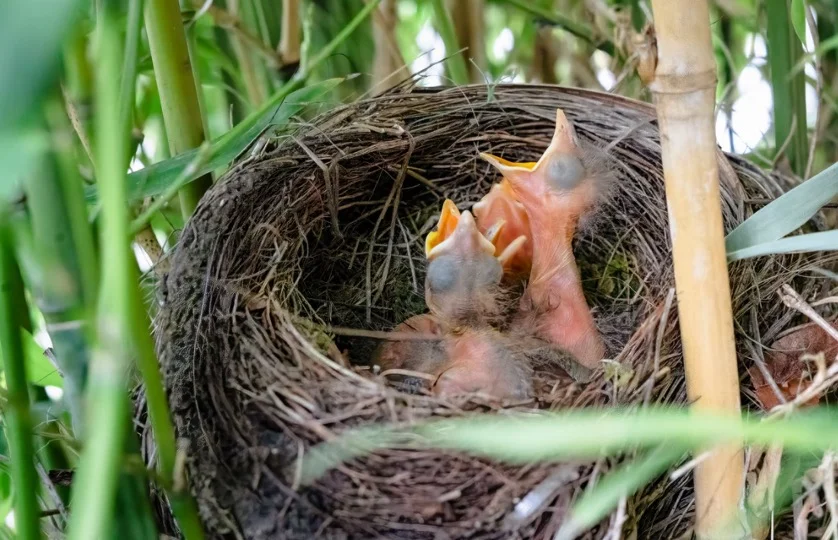 hatchling - Baby Birds