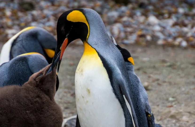 penguin feeding baby penguin