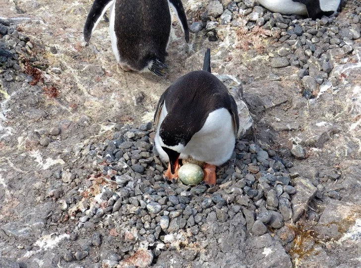 penguin with egg