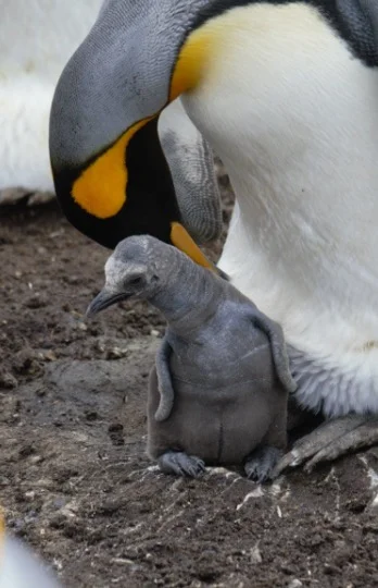 small baby penguin