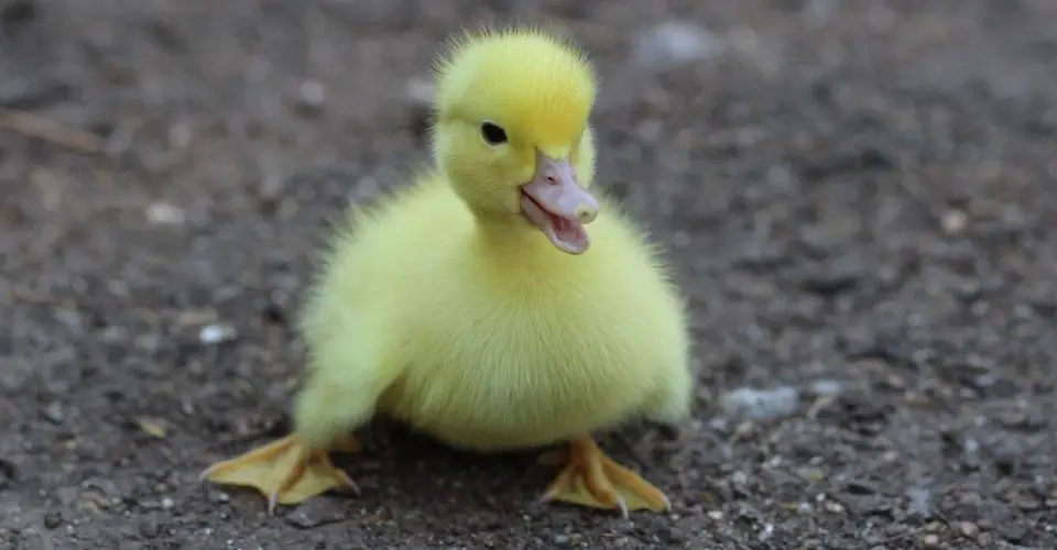 Baby Ducks 1