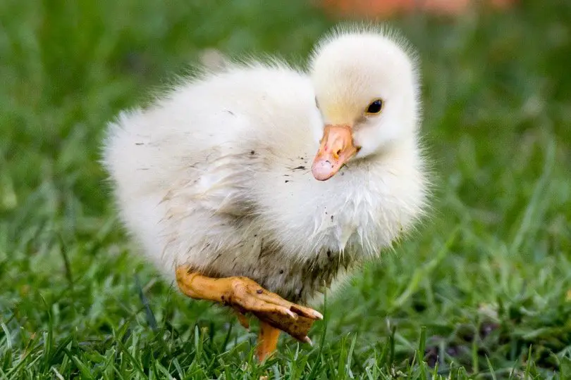 Baby Ducks on grass