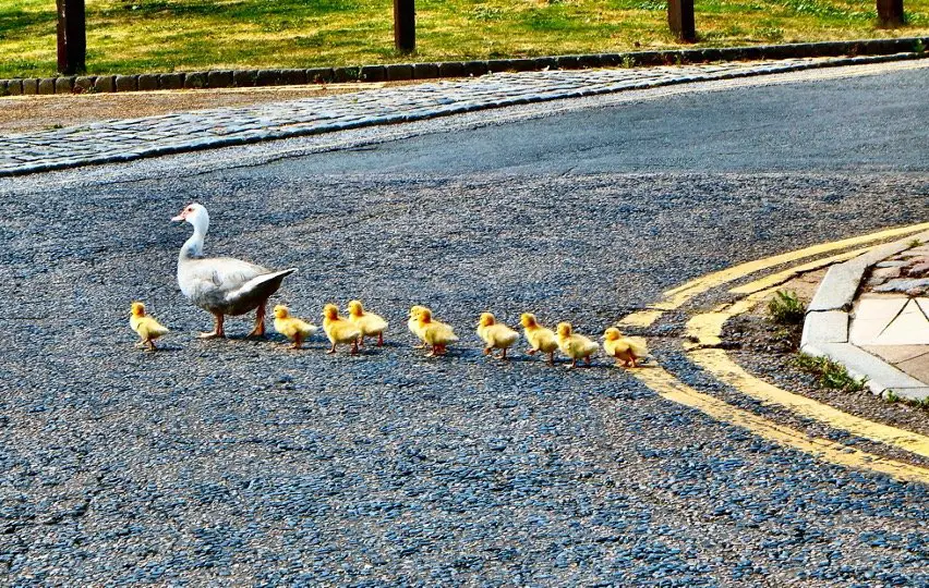 Baby Ducks with the mother crossing road
