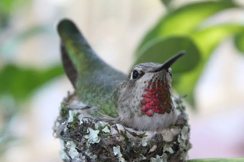 Adult Hummingbirds in the nest