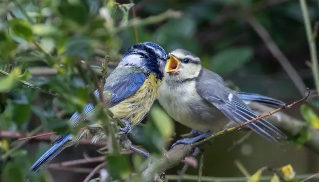 Baby Blue Tit