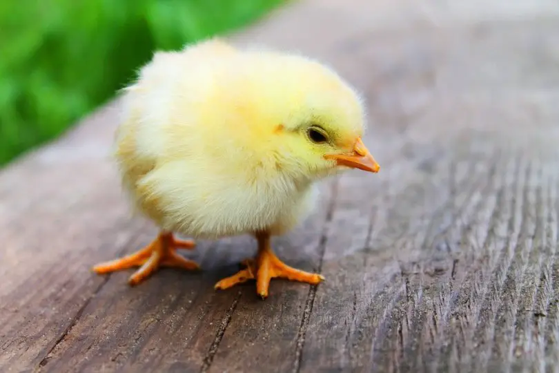 Baby Chicken