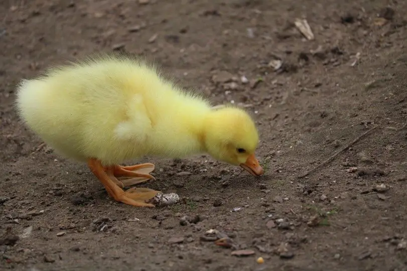 Baby Duck