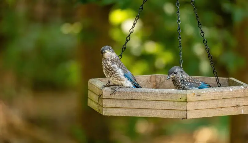 Baby Eastern Bluebird