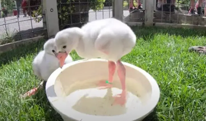 Baby Flamingo