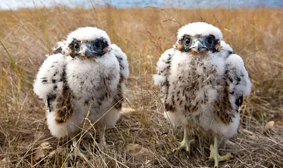 Baby Gyrfalcon