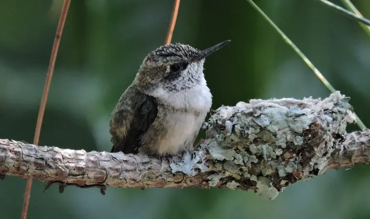 Baby Hummingbird