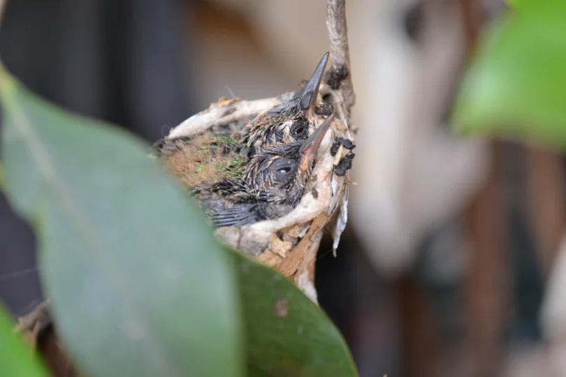 Baby Hummingbirds