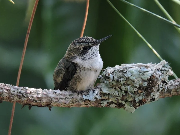 Baby Hummingbirds