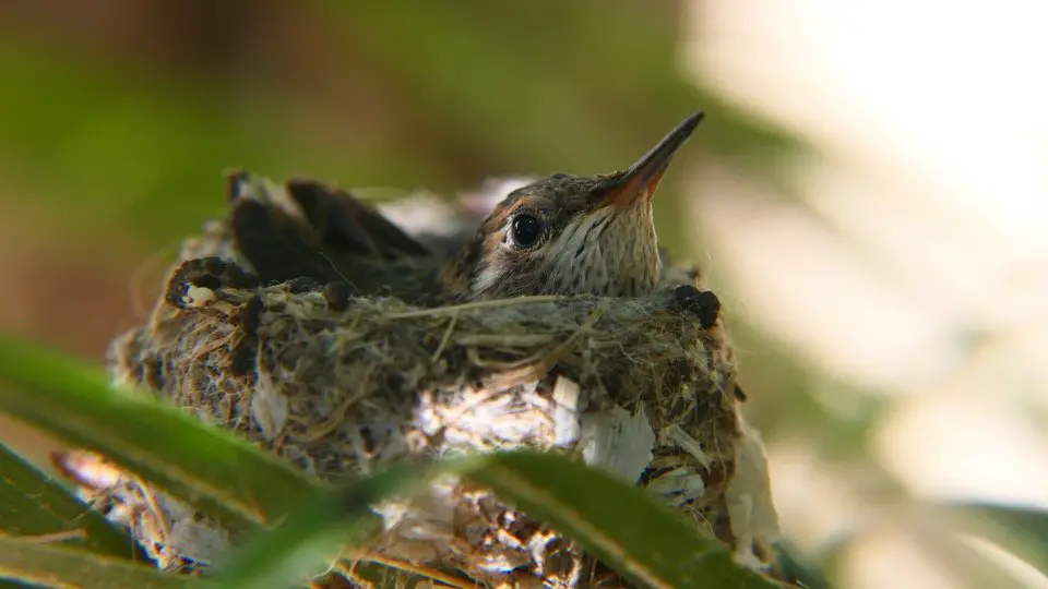 Baby Hummingbirds in nest