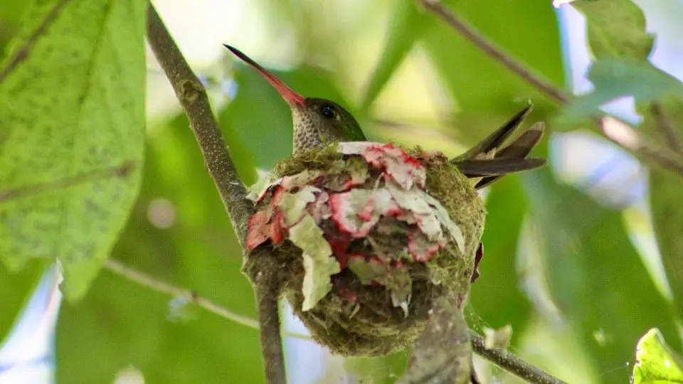 Baby Hummingbirds in the nest 1