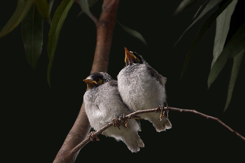 Baby Noisy-Miner