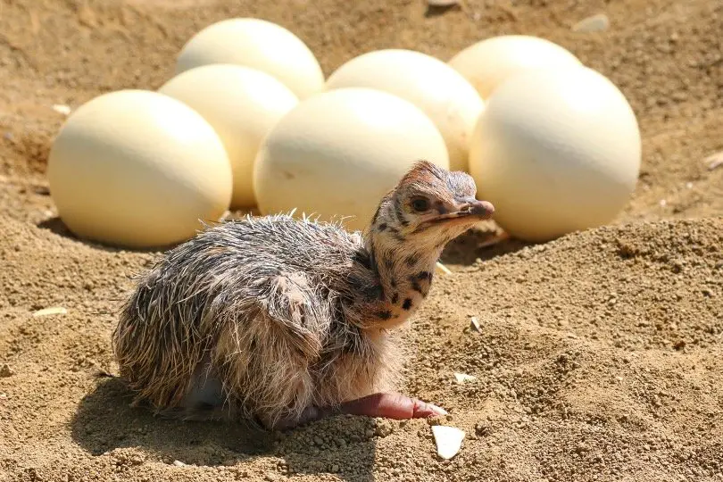 Baby Ostrich