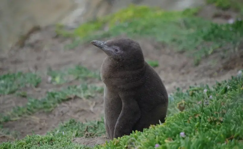 Baby Penguin