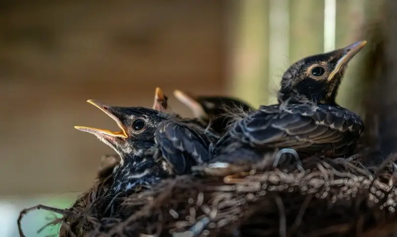 Baby Robin