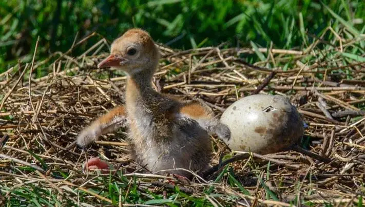 Baby Sandhill Cranes