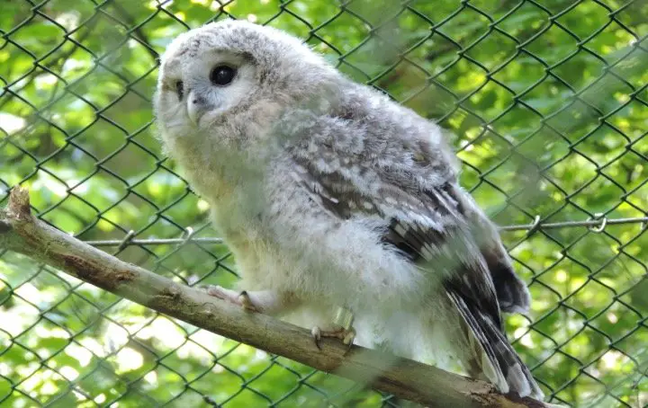 Baby Snowy Owl