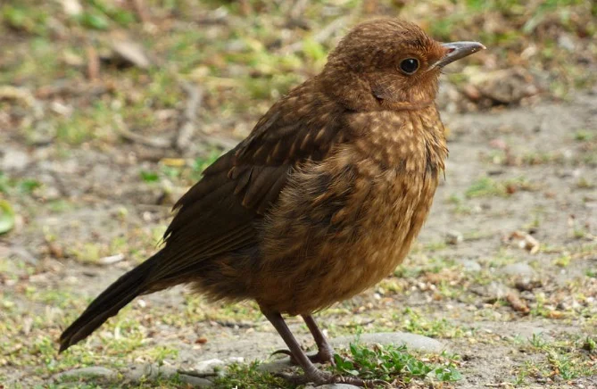 Baby Songthrush