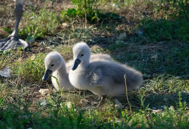 Baby Swan