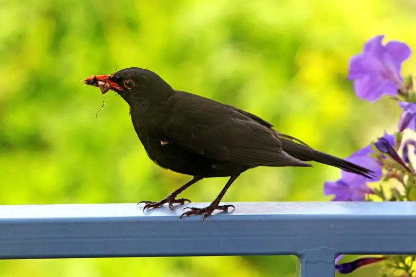 Bird at the balcony