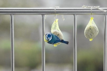 Bird eating the hanging birdfeeder at balcony