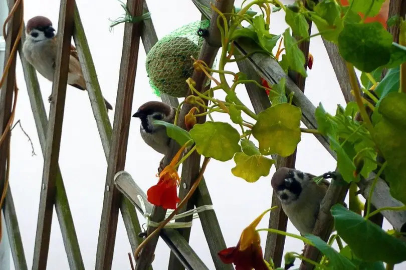 Birds at balcony