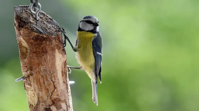 Blue tit perching