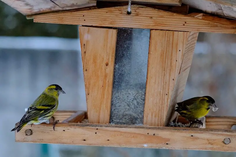 Finches at bird feeder