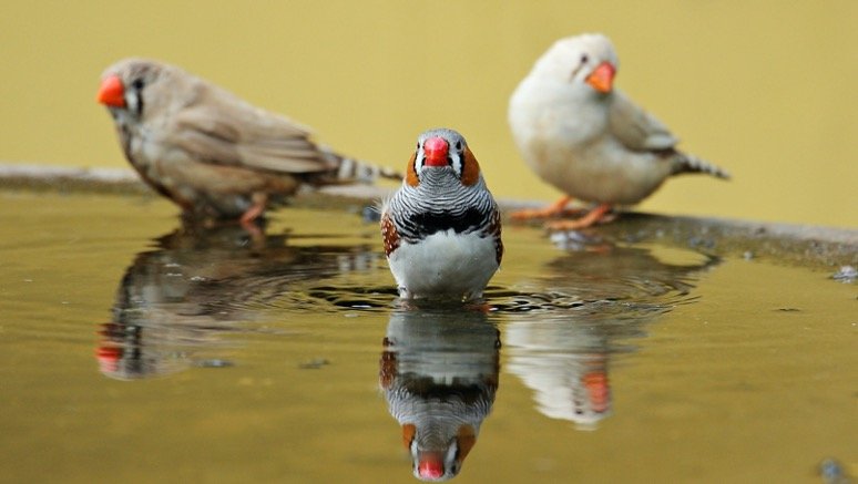 Finches taking bath in backyard bird bath