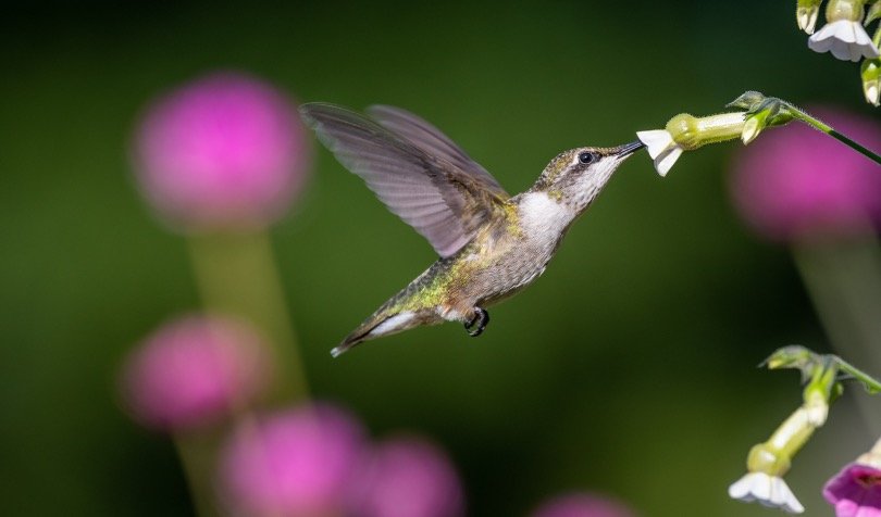 Hanging Plants To Attract Hummingbirds