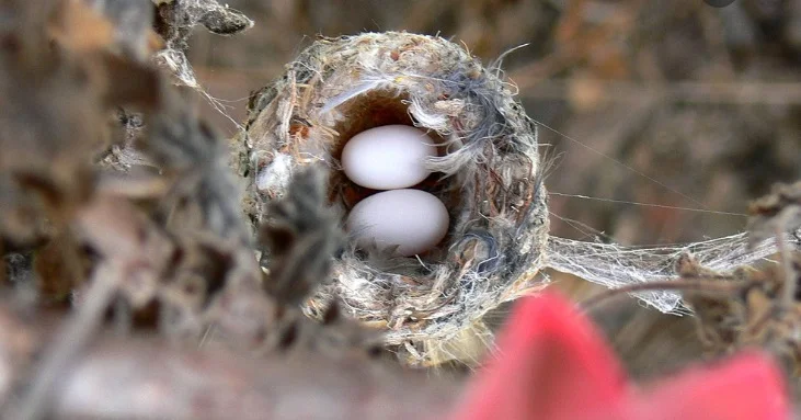 Hummingbirds Egg in the nest