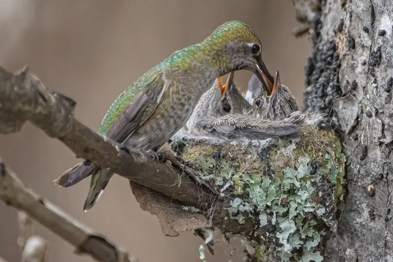 Hummingbirds Feeding Baby Hummingbirds