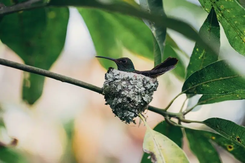 Hummingbirds Nest
