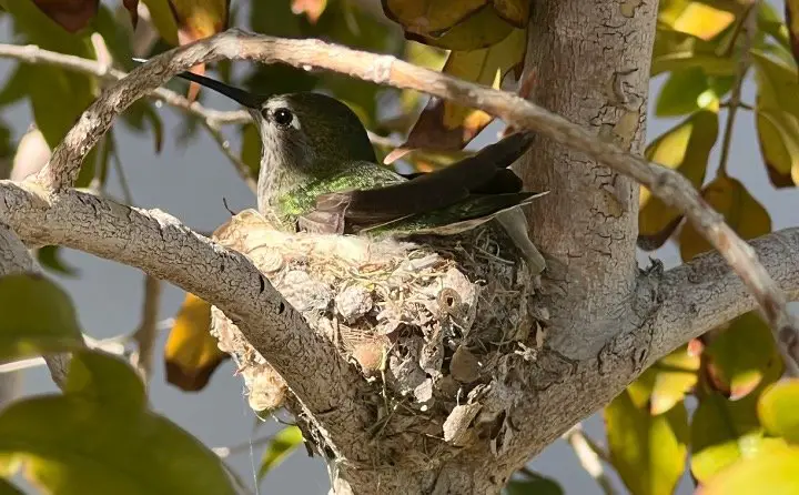 Hummingbirds in the nest