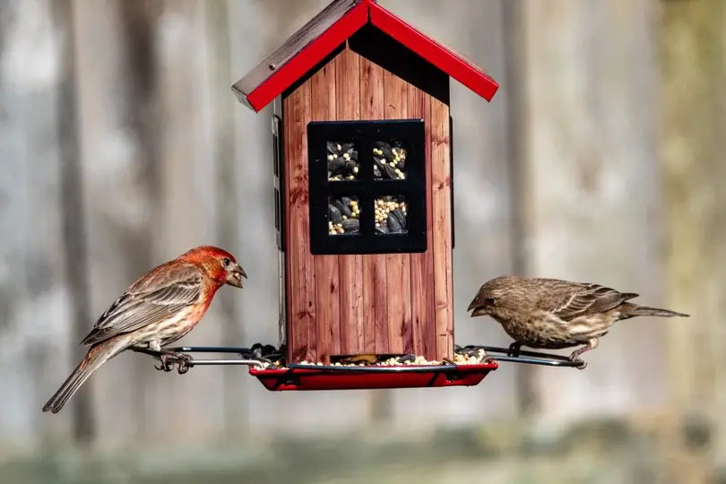 Red Finches eating bird seed
