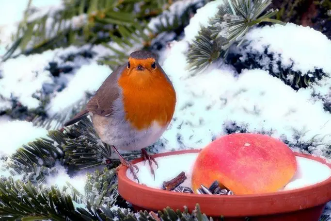 Robin eating apple