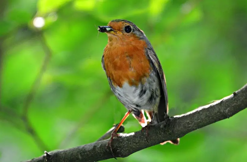 Robin eating insect