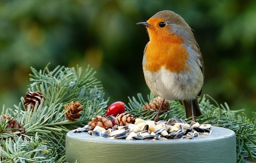 Robin eating on bird feeder