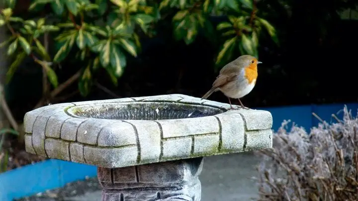 Robins at bird bath