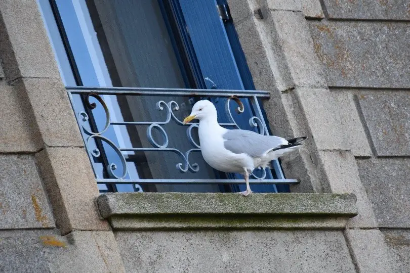 Seagul sitting on balcony
