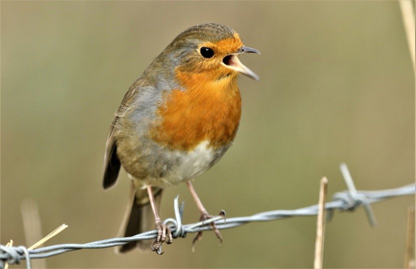 Singing Robins