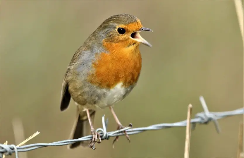 08 Proven Tips On How to Attract Robins to Your Yard?