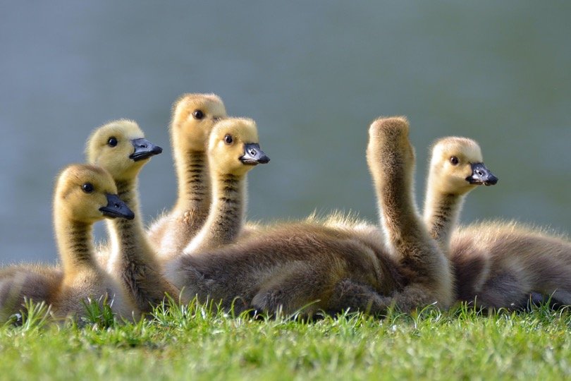 Young Ducklings